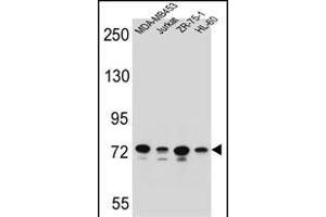 PCDHB15 Antibody (N-term) (ABIN655956 and ABIN2845342) western blot analysis in MDA-M,Jurkat,ZR-75-1,HL-60 cell line lysates (35 μg/lane). (PCDHB15 antibody  (N-Term))