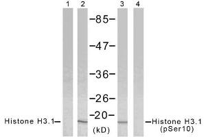 Western blot analysis of extract from HeLa cells using Histone H3. (Histone H3.1 antibody)
