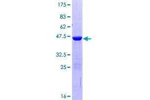 VPS29 Protein (AA 1-182) (GST tag)