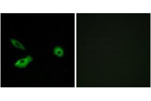 Immunofluorescence (IF) image for anti-Olfactory Receptor, Family 5, Subfamily AR, Member 1 (OR5AR1) (AA 239-288) antibody (ABIN2891021) (OR5AR1 antibody  (AA 239-288))