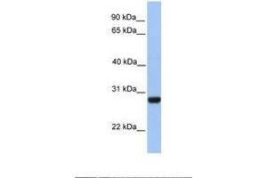 Image no. 1 for anti-Polyamine Oxidase (Exo-N4-Amino) (PAOX) (AA 539-588) antibody (ABIN6739428) (PAOX antibody  (AA 539-588))