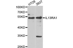 Western blot analysis of extracts of various cell lines, using IL13RA1 antibody (ABIN5973986) at 1/1000 dilution. (IL13 Receptor alpha 1 antibody)