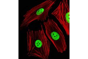 Fluorescent image of SH-SY5Y cells stained with ANP32E Antibody (N-term) (ABIN1944855 and ABIN2838510). (ANP32E antibody  (N-Term))