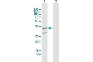 ABHD11 antibody  (AA 1-315)