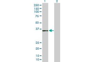 Western Blot analysis of AEN expression in transfected 293T cell line by AEN MaxPab polyclonal antibody. (AEN antibody  (AA 1-325))