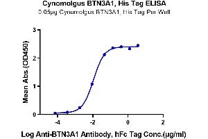 Immobilized Cynomolgus BTN3A1, His Tag at 0. (BTN3A1 Protein (AA 1-219) (His-Avi Tag))