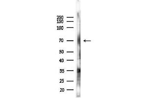 anti-G Protein-Coupled Receptor 162 (GPR162) (N-Term) antibody