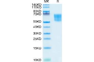 Biotinylated Human TPBG/5T4 on Tris-Bis PAGE under reduced condition.