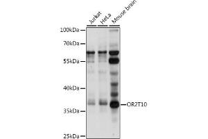 Western blot analysis of extracts of various cell lines, using OR2T10 antibody (ABIN7269088) at 1:1000 dilution. (OR2T10 antibody  (AA 1-100))