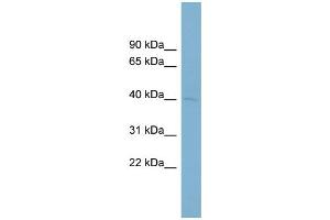 WB Suggested Anti-PON3  Antibody Titration: 0. (PON3 antibody  (Middle Region))