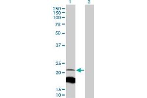 Western Blot analysis of IGLL1 expression in transfected 293T cell line by IGLL1 MaxPab polyclonal antibody.