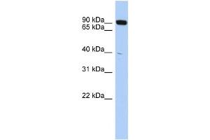Western Blotting (WB) image for anti-CXXC Finger Protein 1 (CXXC1) antibody (ABIN2457965) (CXXC1 antibody)