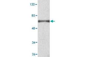 Western blot analysis of KDM3A monoclonal antibody  at 1 : 2000 dilution interacts with recombinant KDM3A protein with a GST tag. (KDM3A antibody  (C-Term))