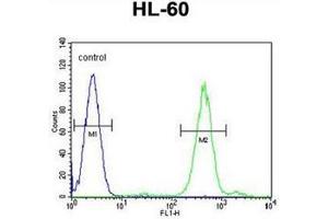 Flow cytometric analysis of HL-60 cells using FOXC2 Antibody  (right histogram) compared to a negative control cell (left histogram). (FOXC2 antibody  (Middle Region))