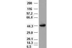 A1AT antibody (3C5) at 1:2000 dilution + lysates from HEK-293T transfected with human A1AT expression vector (SERPINA1 antibody  (AA 26-418))