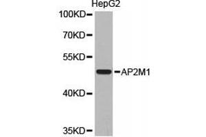 Western Blotting (WB) image for anti-Adaptor-Related Protein Complex 2, mu 1 Subunit (AP2M1) antibody (ABIN1871004) (AP2M1 antibody)