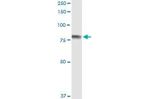 Immunoprecipitation of SEMA4A transfected lysate using anti-SEMA4A MaxPab rabbit polyclonal antibody and Protein A Magnetic Bead , and immunoblotted with SEMA4A purified MaxPab mouse polyclonal antibody (B01P) . (Sema4a antibody  (AA 1-761))