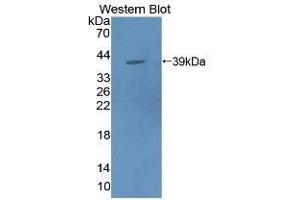 Detection of Recombinant MPG1, Mouse using Polyclonal Antibody to Macrophage Expressed Gene 1 Protein (MPG1) (MPEG1 antibody  (AA 41-313))