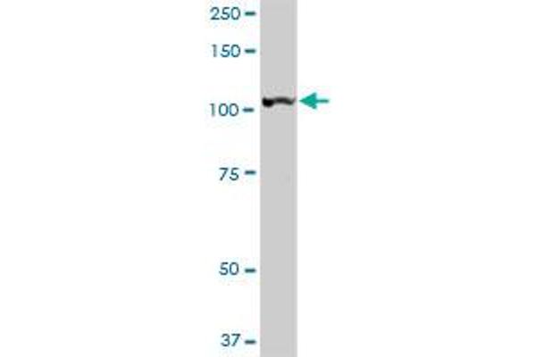 LONP1 antibody  (AA 1-959)