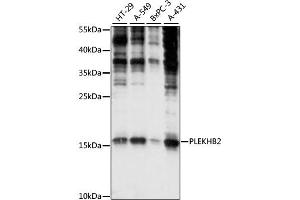Western blot analysis of extracts of various cell lines, using PLEKHB2 antibody (ABIN6292493) at 1:1000 dilution. (PLEKHB2 antibody)