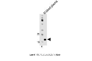 Mouse Apom Antibody (Center) (ABIN1538695 and ABIN2850191) western blot analysis in mouse blood plasma tissue lysates (35 μg/lane). (Apolipoprotein M antibody  (AA 93-119))