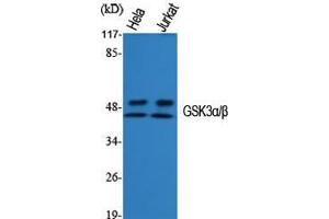 Western Blot (WB) analysis of specific cells using GSK3alpha/beta Polyclonal Antibody. (GSK3 alpha/beta antibody  (Ser4520))