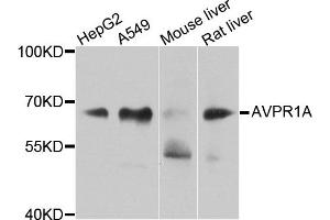 Western blot analysis of extracts of various cell lines, using AVPR1A antibody.