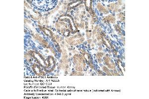 Rabbit Anti-PSG1 Antibody  Paraffin Embedded Tissue: Human Kidney Cellular Data: Epithelial cells of renal tubule Antibody Concentration: 4. (PSG1 antibody  (N-Term))
