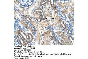 Rabbit Anti-PSG1 Antibody  Paraffin Embedded Tissue: Human Kidney Cellular Data: Epithelial cells of renal tubule Antibody Concentration: 4.
