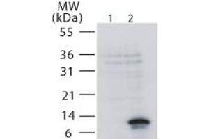 Western Blotting (WB) image for anti-Tumor Necrosis Factor Receptor Superfamily, Member 12A (TNFRSF12A) (AA 104-118) antibody (ABIN490868) (TNFRSF12A antibody  (AA 104-118))