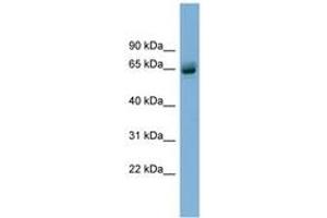 Image no. 1 for anti-Schlafen Family Member 12 (SLFN12) (AA 35-84) antibody (ABIN6744115) (SLFN12 antibody  (AA 35-84))