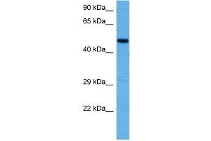 Western Blotting (WB) image for anti-Myocyte Enhancer Factor 2A (MEF2A) (N-Term) antibody (ABIN2779988)
