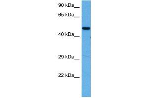Host:  Rabbit  Target Name:  MEF2A  Sample Tissue:  Mouse Heart  Antibody Dilution:  1ug/ml (MEF2A antibody  (N-Term))