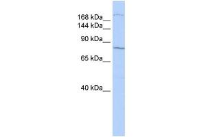 WB Suggested Anti-UBR1 Antibody Titration:  0. (UBR1 antibody  (N-Term))