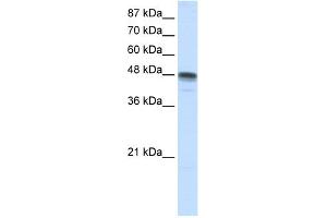WB Suggested Anti-RBMS3 Antibody Titration:  1. (RBMS3 antibody  (N-Term))