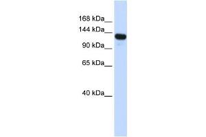 Western Blotting (WB) image for anti-UPF1 Regulator of Nonsense Transcripts Homolog (UPF1) antibody (ABIN2458238)