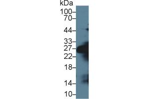 Western Blot; Sample: Mouse Serum; Primary Ab: 1µg/ml Rabbit Anti-Mouse ELA1 Antibody Second Ab: 0. (CELA1 antibody  (AA 44-259))