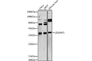 Western blot analysis of extracts of various cell lines, using LDLR antibody (ABIN6127366, ABIN6143131, ABIN6143132 and ABIN6222897) at 1:1000 dilution. (LDLRAP1 antibody  (AA 59-308))
