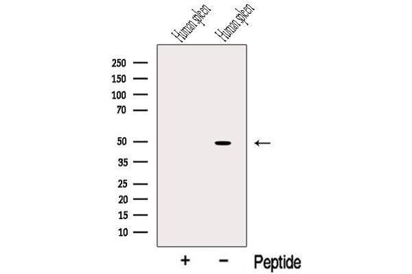 SERPINA5 antibody  (Internal Region)