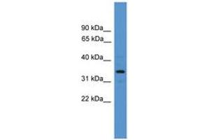 Image no. 1 for anti-Arginase, Type II (ARG2) (AA 71-120) antibody (ABIN6746383) (ARG2 antibody  (AA 71-120))