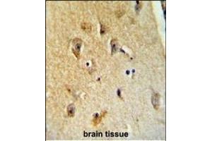 B4GALT6 Antibody (C-term) (ABIN654654 and ABIN2844350) immunohistochemistry analysis in formalin fixed and paraffin embedded human brain tissue followed by peroxidase conjugation of the secondary antibody and DAB staining. (B4GALT6 antibody  (C-Term))