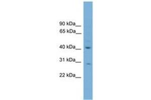 Image no. 1 for anti-Hyaluronan and Proteoglycan Link Protein 4 (HAPLN4) (AA 251-300) antibody (ABIN6745544) (HAPLN4 antibody  (AA 251-300))