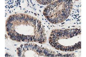 Immunohistochemistry (IHC) image for anti-DnaJ (Hsp40) Homolog, Subfamily A, Member 2 (DNAJA2) antibody (ABIN1497861) (DNAJA2 antibody)