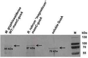 The solubilized protein fractions of isolated magnetosomes (10 µg of Fe species) from R. (Glucuronidase beta antibody)