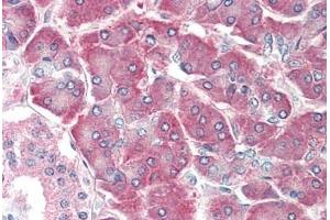 Human Pancreas: Formalin-Fixed, Paraffin-Embedded (FFPE) (AIMP1 / EMAP II (AA 137-149) antibody)