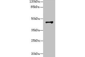 Western blot All lanes: DSCC1 antibody at 8 μg/mL + CEM whole cell lysate Secondary Goat polyclonal to rabbit IgG at 1/10000 dilution Predicted band size: 45 kDa Observed band size: 45 kDa (DSCC1 antibody  (AA 1-393))