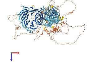 AlphaFold protein structure predicition of Human Recombinant WDR72 Protein, UniprotID Q3MJ13 (WDR72 Protein (AA 1-1102) (His tag))