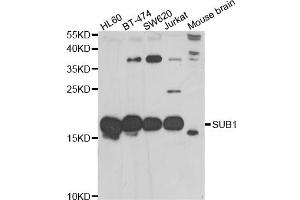 Western blot analysis of extracts of various cell lines, using SUB1 antibody (ABIN5974252) at 1/1000 dilution. (SUB1 antibody)
