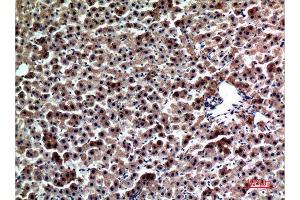 Immunohistochemistry (IHC) analysis of paraffin-embedded Rat liver, antibody was diluted at 1:100. (FGL1 antibody  (Internal Region))