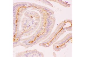 Anti-MCL1 Picoband antibody,  IHC(P): Mouse Intestine Tissue